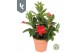 Mandevilla rio deep red 