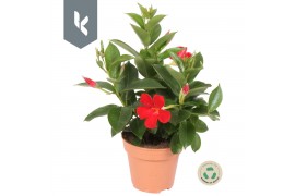 Mandevilla rio deep red