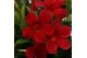 Mandevilla rio deep red 