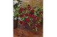 Mandevilla rio deep red 