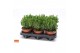 Crassula ovata hobbit SuPure® WOODS 6gts 