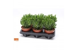 Crassula ovata hobbit SuPure® WOODS 6gts