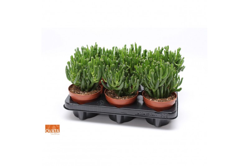 Crassula ovata hobbit SuPure® WOODS 6gts 