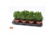 Crassula ovata hobbit SuPure® WOODS 8gts 