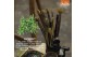 Crassula ovata hobbit SuPure® WOODS 8gts 
