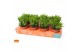 Crassula ovata hobbit SuPure® WOODS 