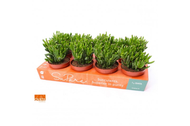Crassula ovata hobbit SuPure® WOODS 
