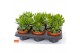 Crassula ovata hulk SuPure® WOODS 6gts 