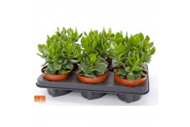 Crassula ovata hulk SuPure® WOODS 6gts