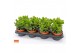 Crassula ovata hulk SuPure® WOODS 8gts 