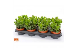 Crassula ovata hulk SuPure® WOODS 8gts