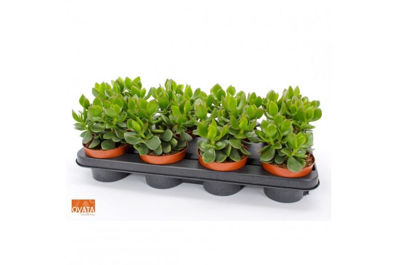 Crassula ovata hulk SuPure® WOODS 8gts 
