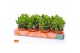 Crassula ovata hulk SuPure® WOODS 