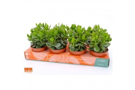 Crassula ovata hulk SuPure® WOODS