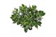 Crassula ovata hulk SuPure® WOODS 
