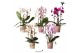 Phalaenopsis elegant cascade 3 tak niagara fall mix kolibri orchids 