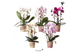 Phalaenopsis elegant cascade 3 tak niagara fall mix kolibri orchids