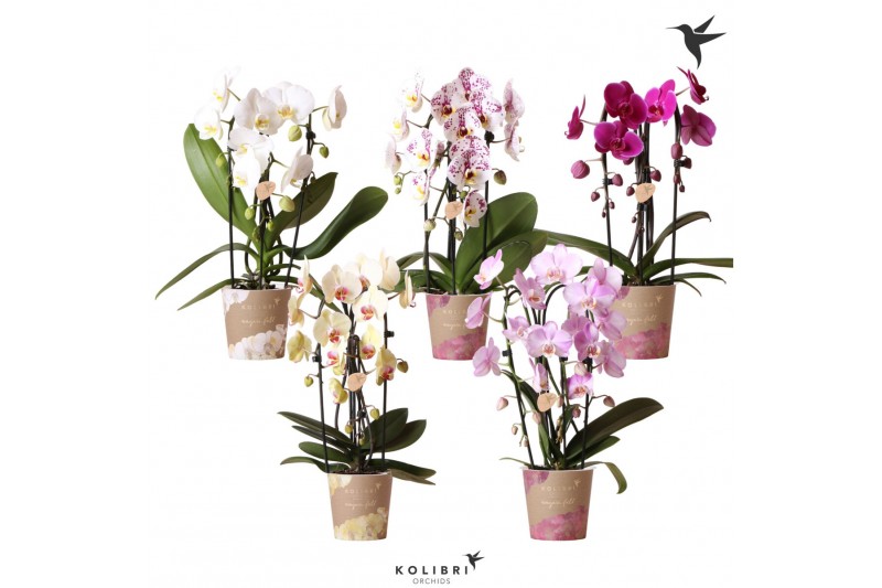 Phalaenopsis elegant cascade 3 tak niagara fall mix kolibri orchids Phalaenopsis elegant cascade 3 tak niagara fall mix kolibri orchids