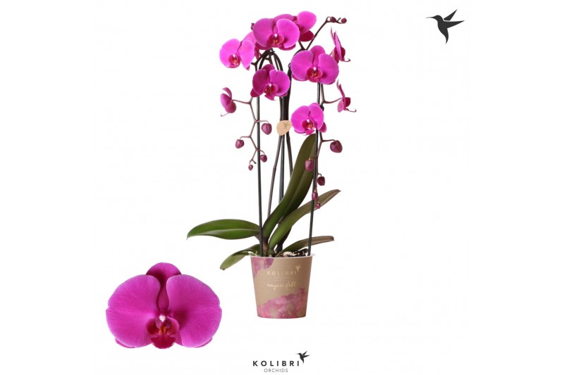Phalaenopsis elegant cascade 2 tak niagara fall free ride kolibri orch Phalaenopsis elegant cascade 2 tak niagara fall free ride kolibri orch