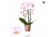 Phalaenopsis elegant cascade 2 tak niagara fall pink kolibri orchids 