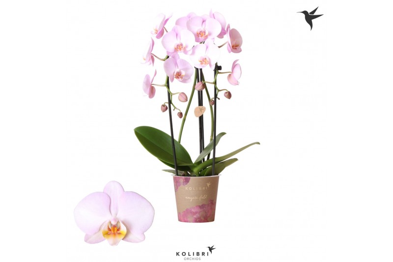 Phalaenopsis elegant cascade 2 tak niagara fall pink kolibri orchids Phalaenopsis elegant cascade 2 tak niagara fall pink kolibri orchids