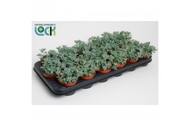 Sedum comic tom