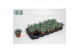 Sedum comic tom 