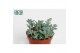 Sedum comic tom 