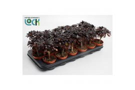 Aeonium arboreum Nigrum