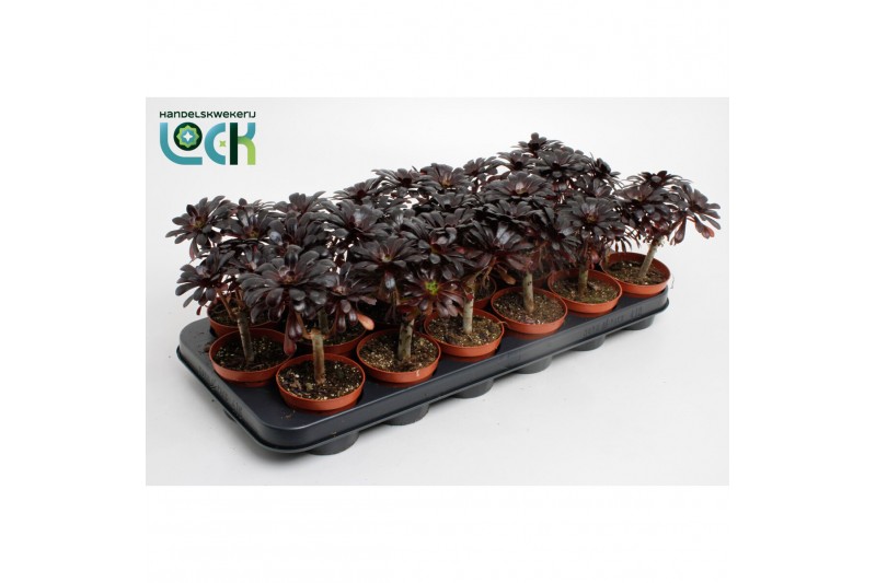 Aeonium arboreum Nigrum 