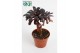 Aeonium arboreum Nigrum 