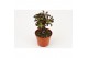 Aeonium arboreum Nigrum 