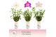 Dendrobium nobile mix 4 tak - Exclusiva Orchidea Potcover 