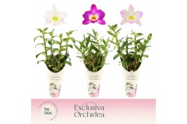 Dendrobium nobile mix 4 tak - Exclusiva Orchidea Potcover