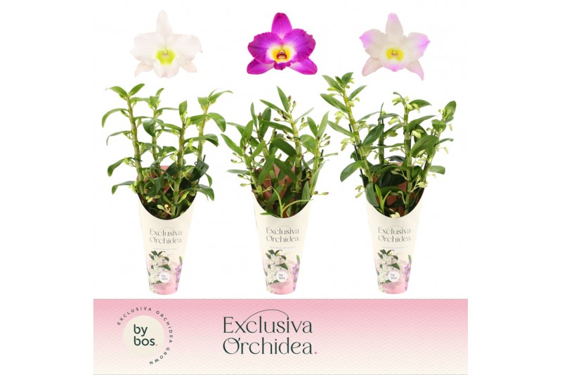 Dendrobium nobile mix 4 tak - Exclusiva Orchidea Potcover Dendrobium nobile mix 4 tak - Exclusiva Orchidea Potcover