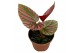 Begonia brevirimosa 