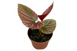 Begonia brevirimosa