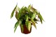 Begonia Begonia Amphioxus 