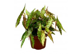Begonia Begonia Amphioxus