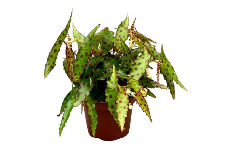 Begonia Begonia Amphioxus 
