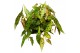 Begonia Begonia Amphioxus 