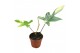 Philodendron Philodendron florida beauty 1 pp 