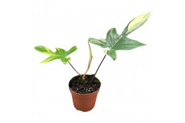 Philodendron Philodendron florida beauty 1 pp
