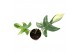 Philodendron Philodendron florida beauty 1 pp 