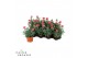 Dianthus super trouper elise 