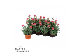 Dianthus super trouper elise