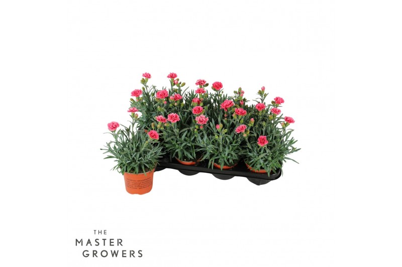 Dianthus super trouper elise 