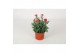 Dianthus super trouper elise 