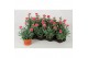 Dianthus super trouper elise 