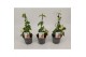 Thunbergia alata suzie yellow with eye geel 